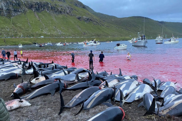 Охотники на Фарерах уничтожили более 1 400 дельфинов